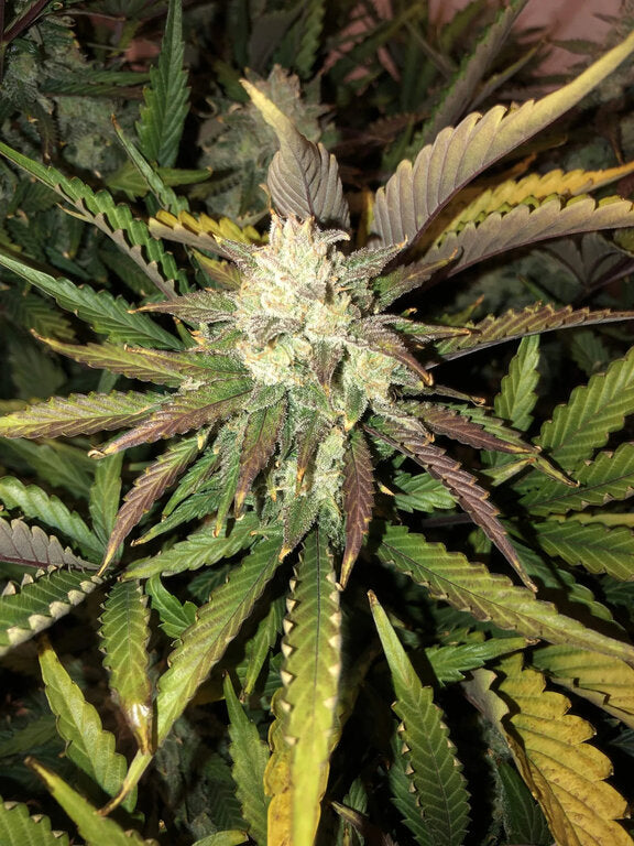 Gorilla Glue - 3 Samen (Automatik)