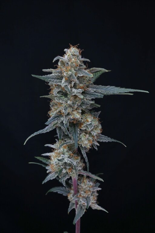 Kush Mints x Cream Cake - 3 Samen (fem.)