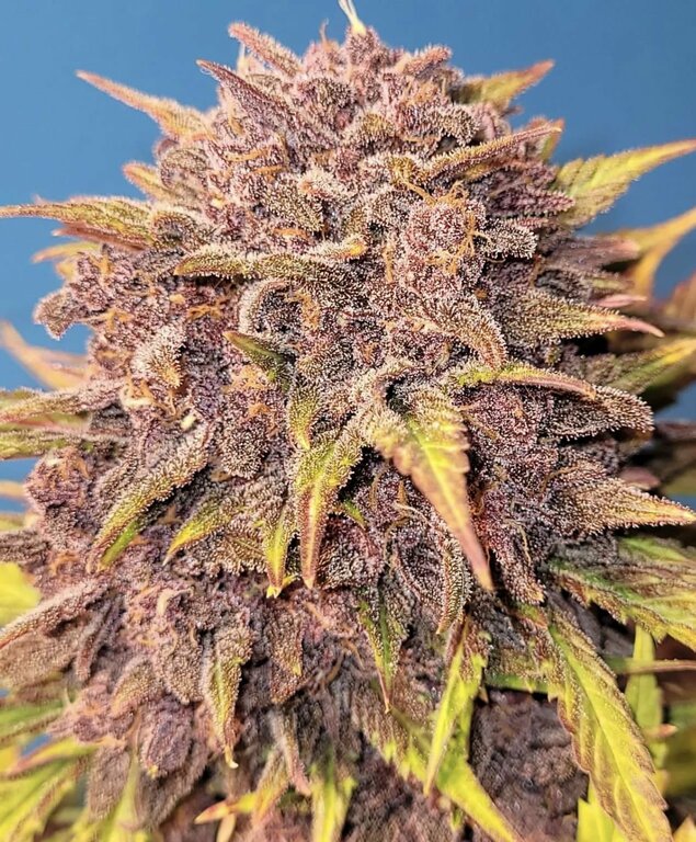 Purple Lemonade - 3 Samen (Fast Flowering)