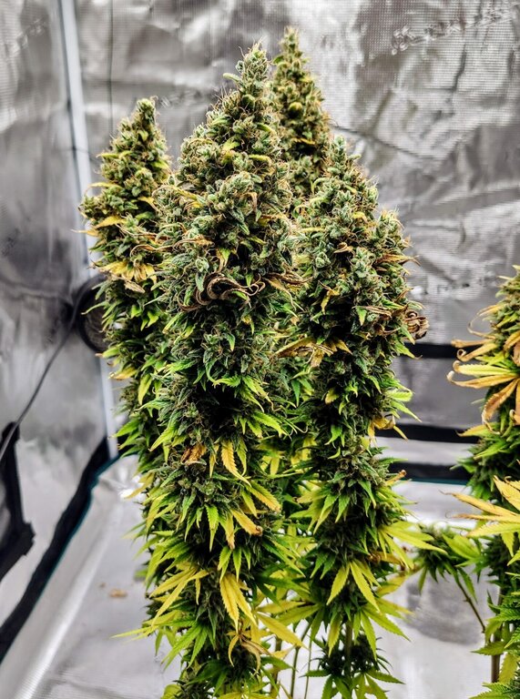 Apple Banana - 3 Samen (fem.)