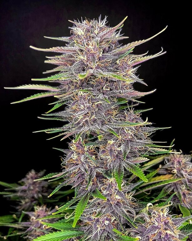 Banana Purple Punch - 3 Samen (Automatik)