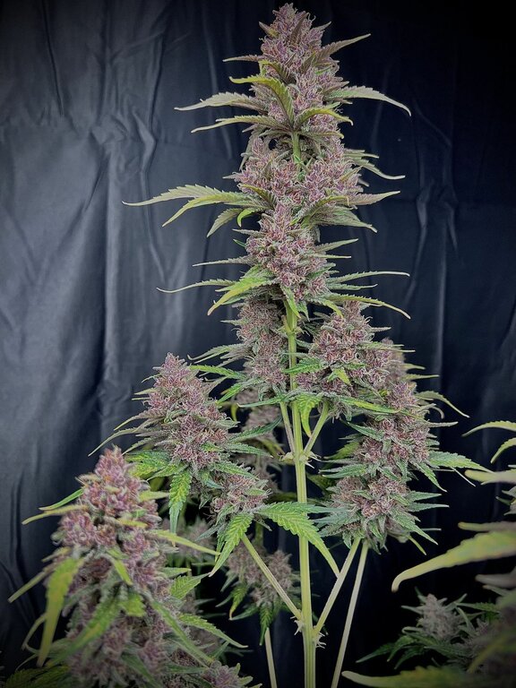 Banana Purple Punch - 3 Samen (Automatik)