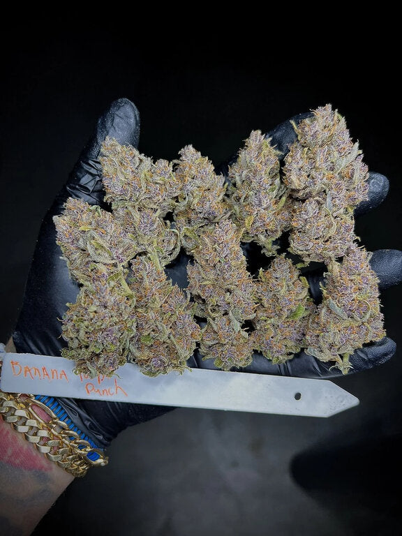 Banana Purple Punch - 3 Samen (Automatik)