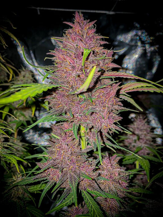 Black Domina XL - 3 Samen (Automatik)