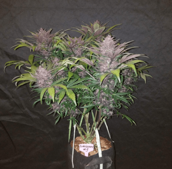 Black Domina XL - 3 Samen (Automatik)