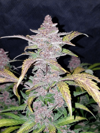 Black Domina XL - 3 Samen (Automatik)