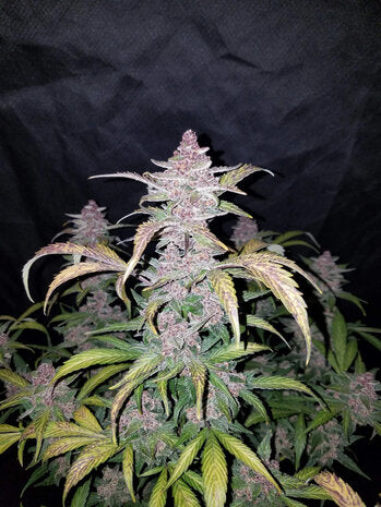 Black Domina XL - 3 Samen (Automatik)