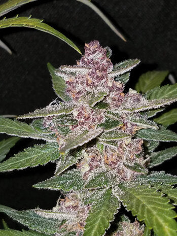 Black Domina XL - 3 Samen (Automatik)