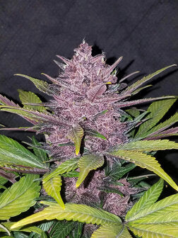 Black Domina XL - 3 Samen (Automatik)