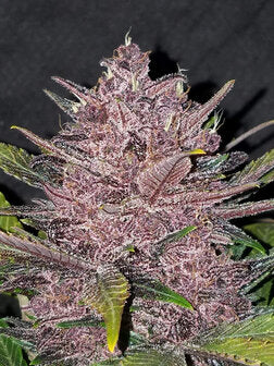 Black Domina XL - 3 Samen (Automatik)