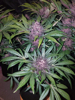 Black Domina XL - 3 Samen (Automatik)