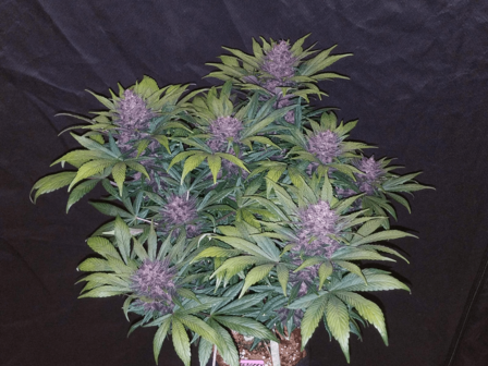 Black Domina XL - 3 Samen (Automatik)