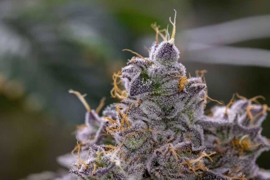 Cerial Milk - 3 Samen (fem.)