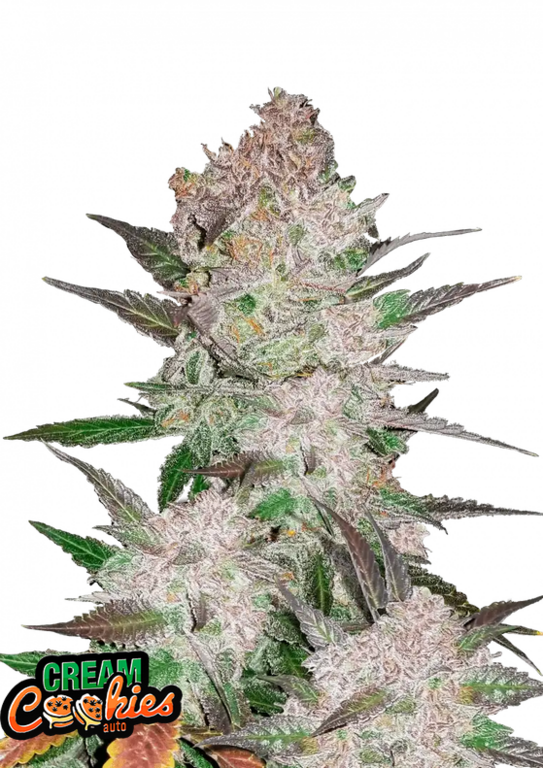 Cream Cookies - 3 Samen (Automatik)