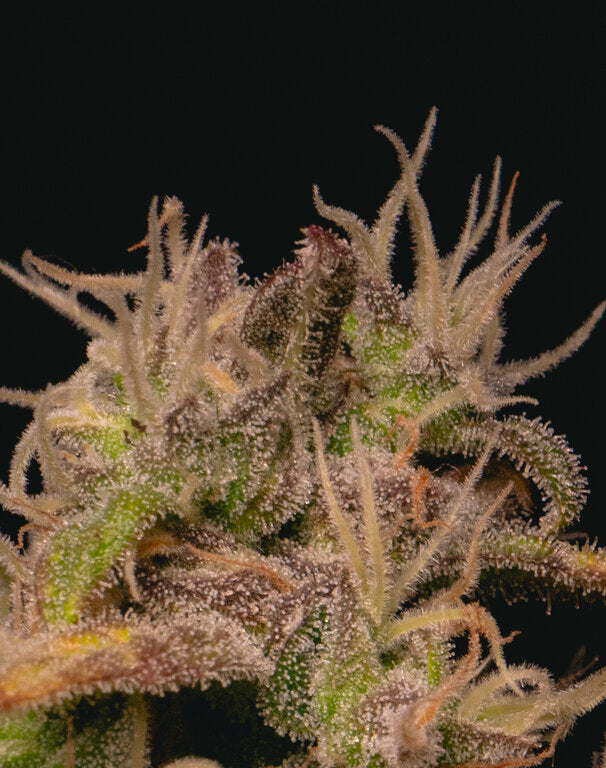 Forbidden Fruit - 3 Samen (fem.)