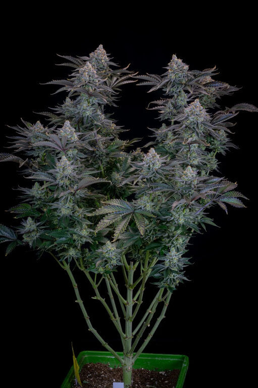 Gorilla Cookies - 3 Samen (Fast Flowering)