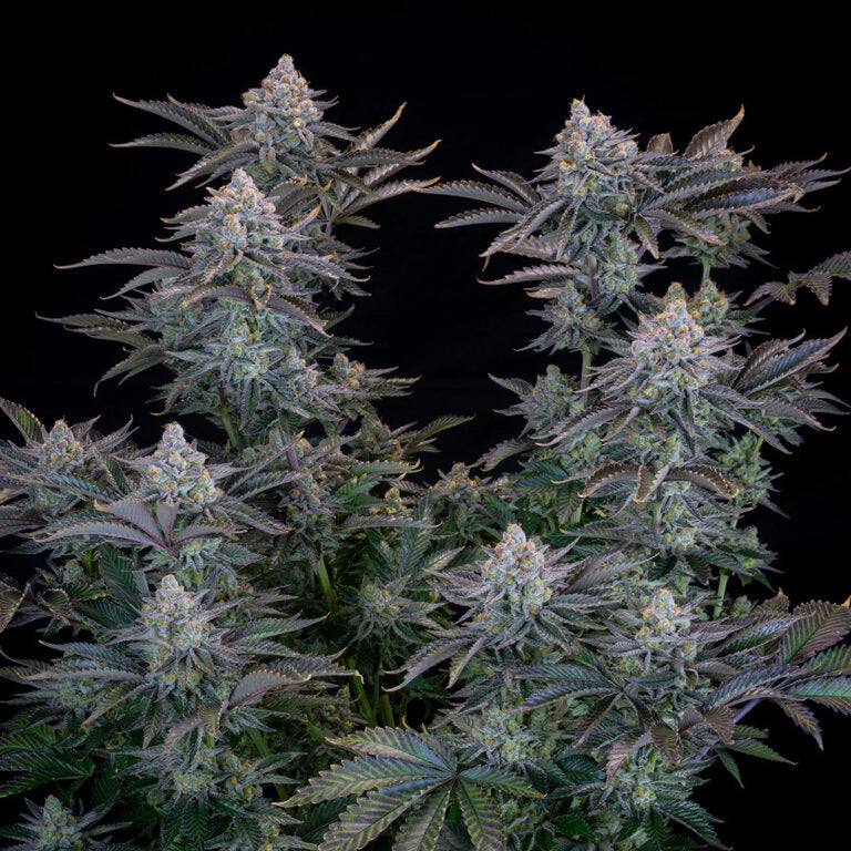 Gorilla Cookies - 3 Samen (Fast Flowering)