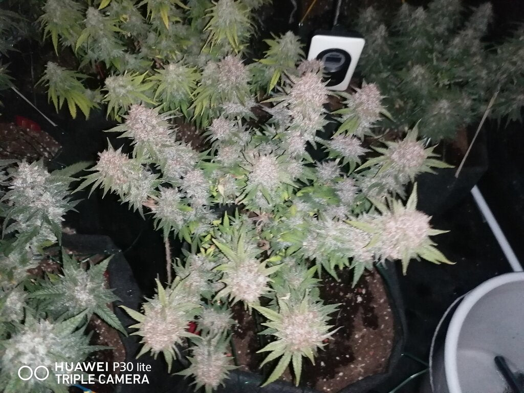 Gorilla Cookies - 3 Samen (Fast Flowering)