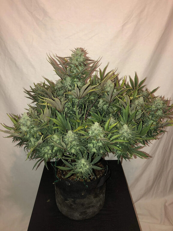Gorilla Glue - 3 Samen (Automatik)