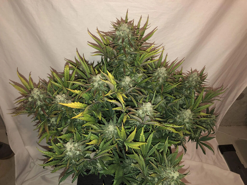 Gorilla Glue - 3 Samen (Automatik)