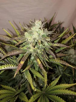 Gorilla Glue - 3 Samen (Automatik)
