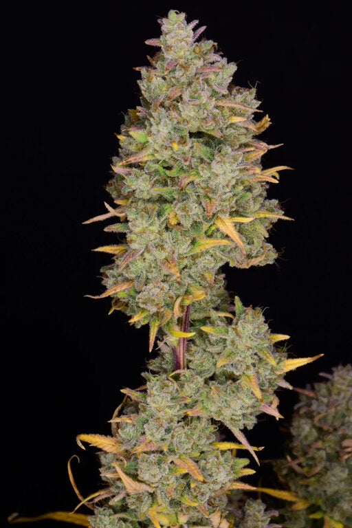 Gelato - 3 Samen (Automatik)