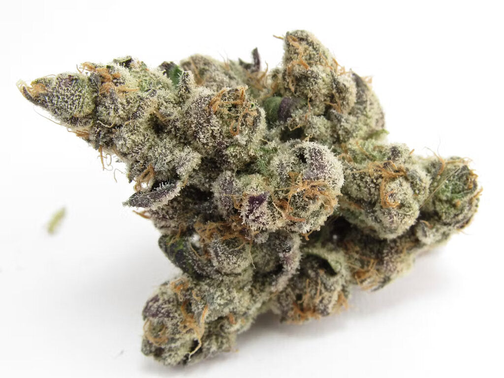 Georgi Pie - 3 Samen (fem.)