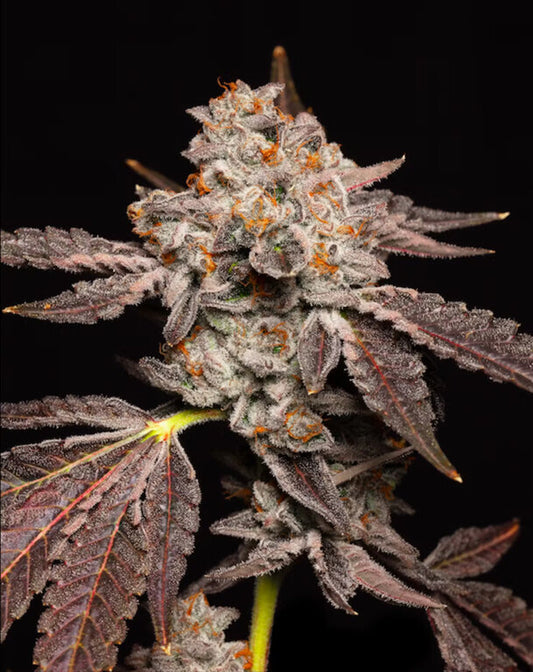 Georgi Pie - 3 Samen (fem.)