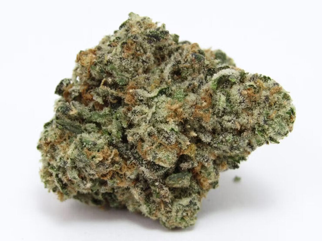 Georgi Pie - 3 Samen (fem.)