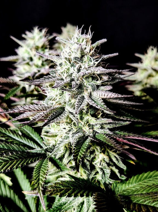 Ice Cream Cake - 3 Samen (fem.)