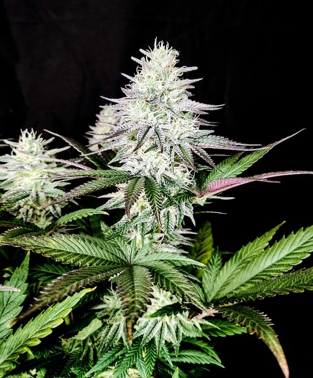 Ice Cream Cake - 3 Samen (fem.)