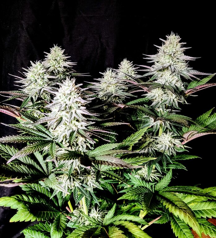 Ice Cream Cake - 3 Samen (fem.)