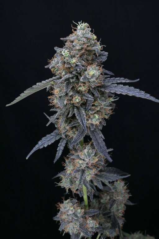 Kush Mints x Cream Cake - 3 Samen (fem.)