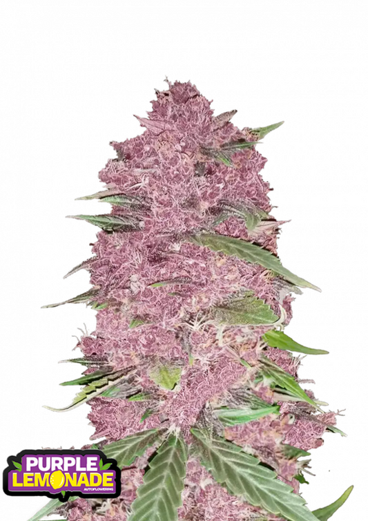 Purple Lemonade - 3 Samen (Fast Flowering)