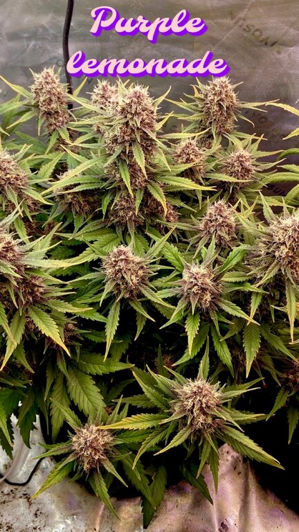 Purple Lemonade - 3 Samen (Fast Flowering)
