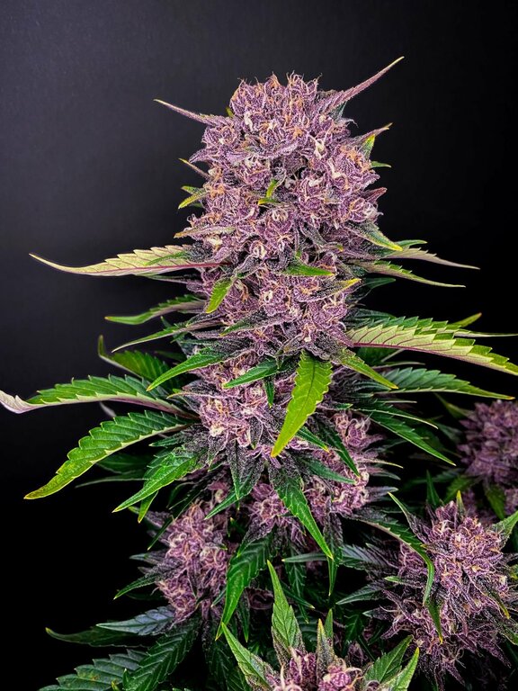 Purple Lemonade - 3 Samen (Fast Flowering)