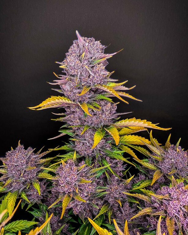 Purple Lemonade - 3 Samen (Fast Flowering)