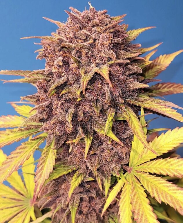 Purple Lemonade - 3 Samen (Fast Flowering)
