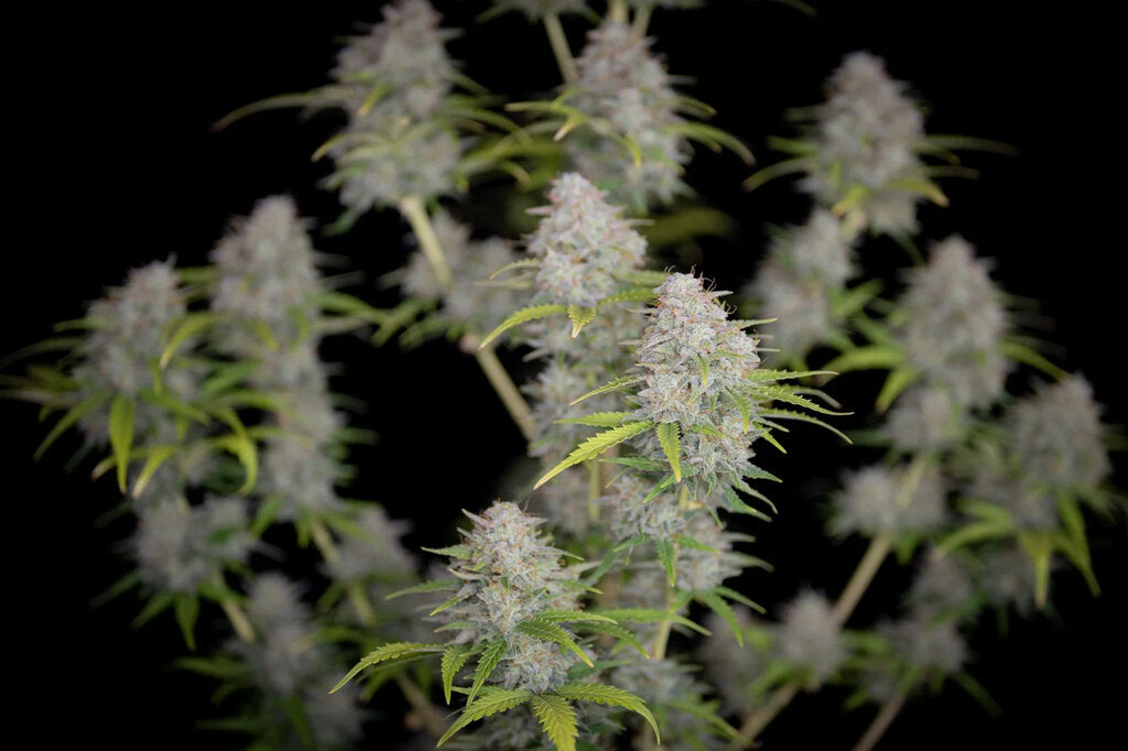 Sherbet - 3 Samen (fem.)