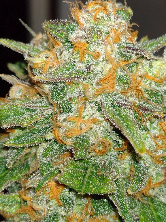 Skunk - 3 Samen (Automatik)