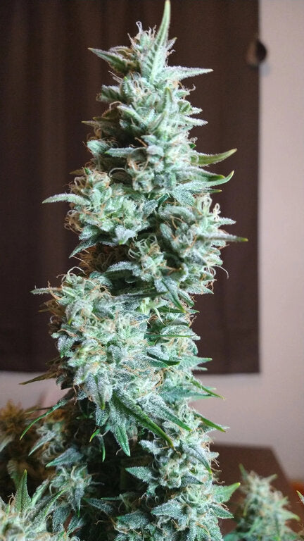 Skunk - 3 Samen (Automatik)