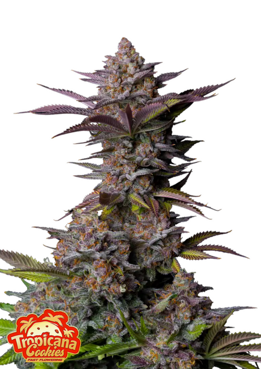 Tropicana Cookies - 3 Samen (Fast Flowering)