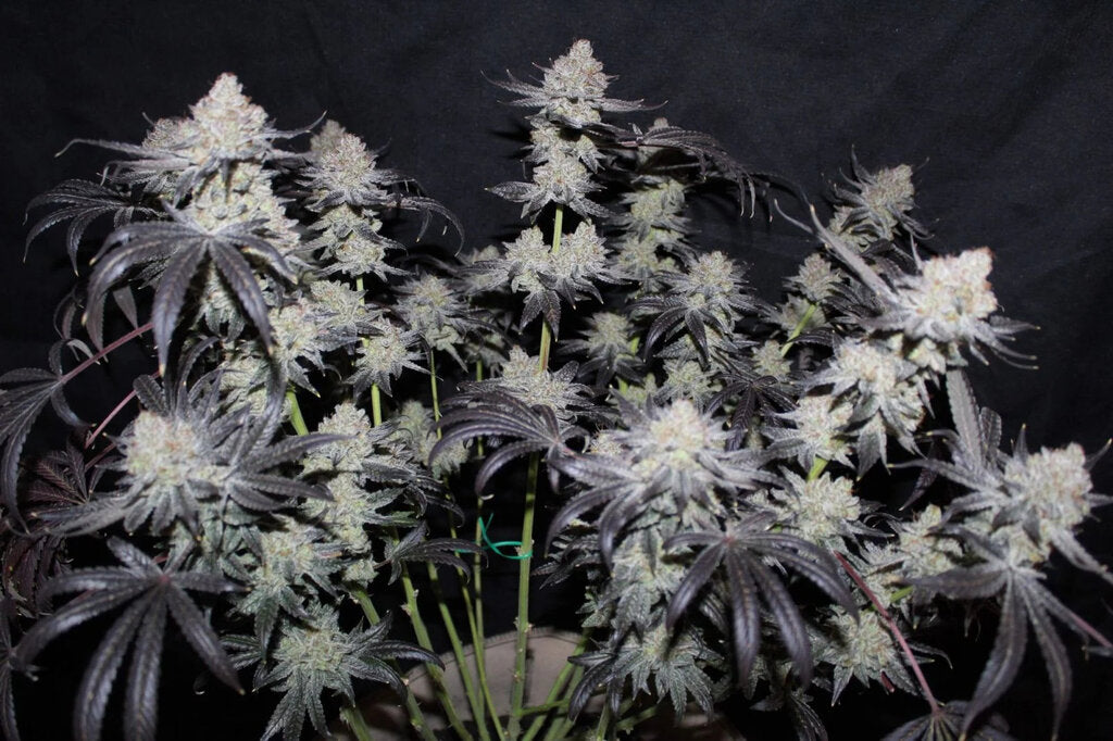 Tropicana Cookies - 3 Samen (Fast Flowering)