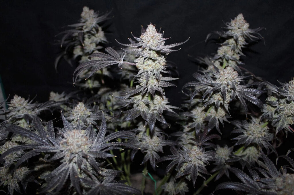 Tropicana Cookies - 3 Samen (Fast Flowering)
