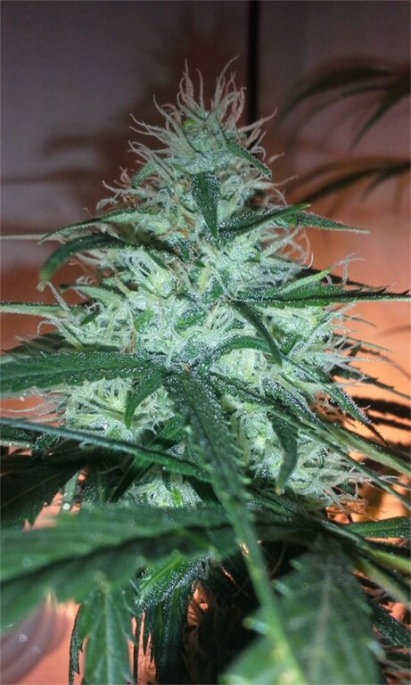White Fire OG - 3 Samen (fem.)