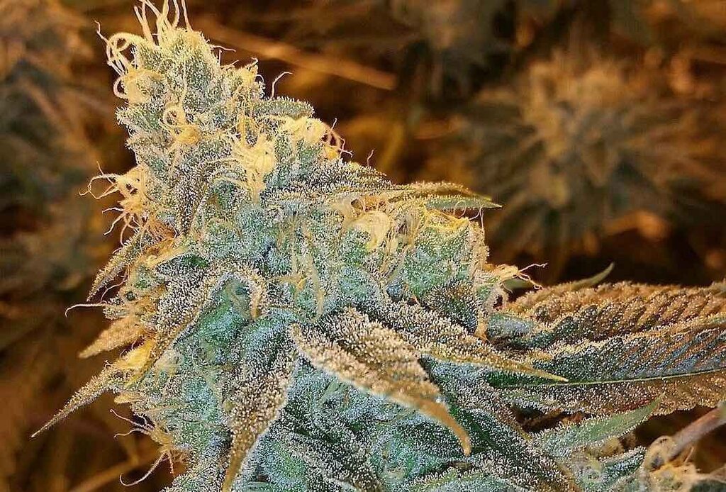 White Fire OG - 3 Samen (fem.)